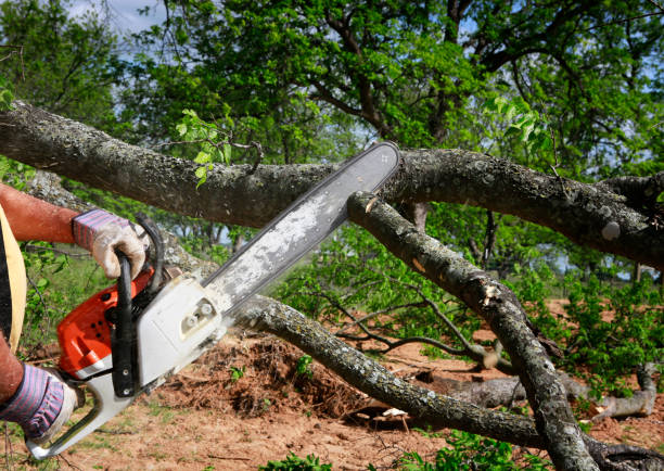 Best Seasonal Cleanup (Spring/Fall)  in Colonial Heights, TN